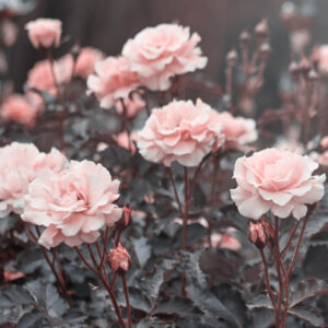 Fragrance Rose printanière